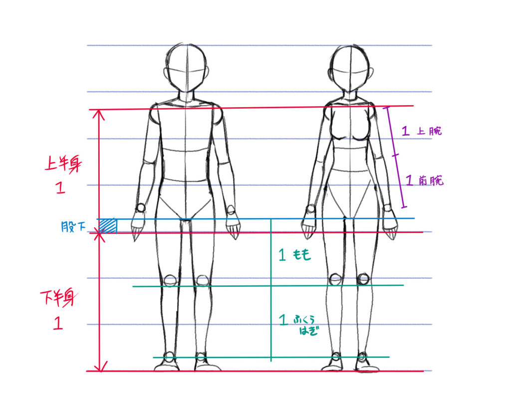 初心者向け 全身の描き方 頭身と比率を知ろう あんりみてっどりーむ